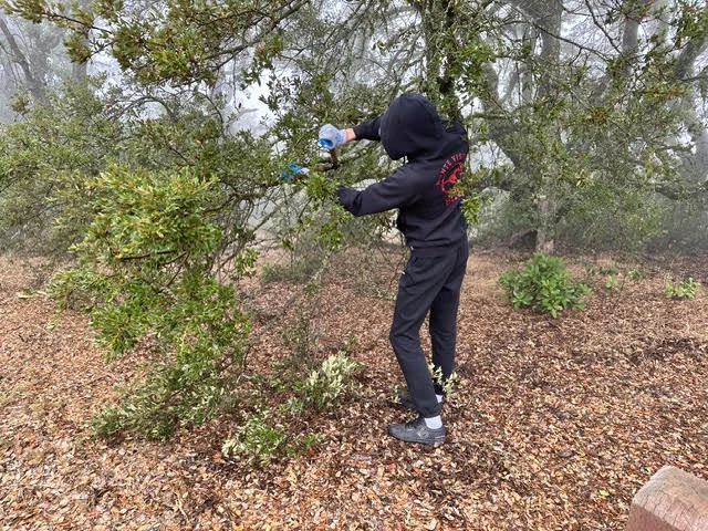 Tommy working on vegetation during an outdoor service day